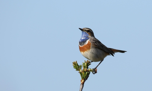 Im Naturschutzgebiet Riddagshausen brüten viele verschiedene Vogelarten, darunter das Blaukehlchen.