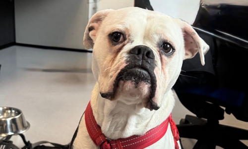 Dieser Hund war an einer Laterne angebunden.