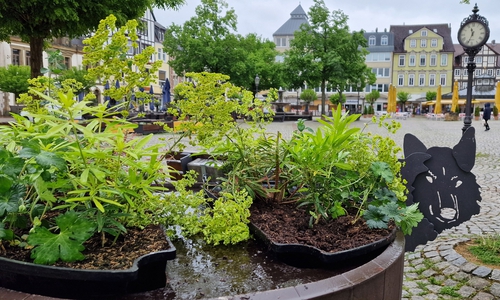 Die rund 20 Pflanzinseln für die Peiner Innenstadt sind mit besonders insektenfreundlichen Blumen bestückt.