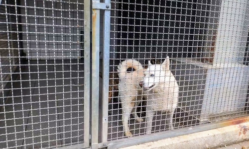 Auch der hübsche Balou wurde aufgrund einer schlechten Haltung durch das Veterinäramt sichergestellt. Er wünscht sich sportliche Menschen mit Hundeerfahrung.