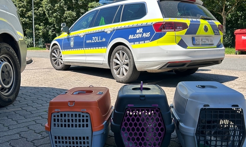 Straßenkatzen aus Bulgarien in ihren Transportboxen im Schatten auf der Raststätte.