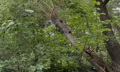 Der Baum wurde gesichert.