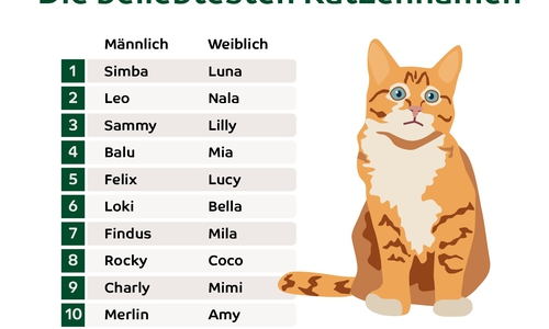 Die beliebtesten Katzennamen.