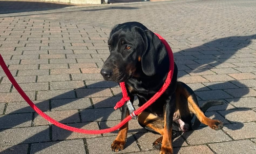 Die Polizei Braunschweig sucht nach dem Halter dieser Hündin.