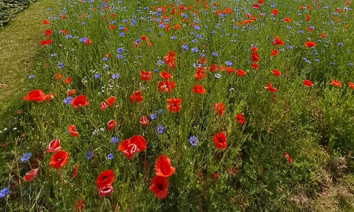 Eine Blühwiese am Hauptfriedhof. 