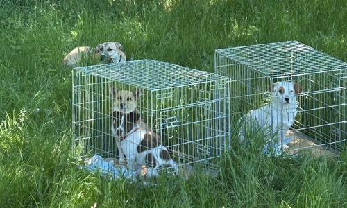 Straßenhunde aus Bulgarien im Schatten auf der Raststätte.