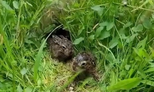 Feldhasenbabys wurden im Langgras gesichtet.