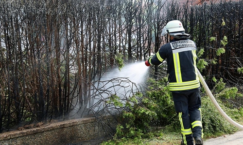 Nachlöscharbeiten an der abgebrannten Thuja-Hecke. (Archiv)