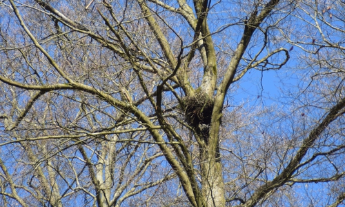 Ein Großvogelhorst in einer lichten Baumkrone.