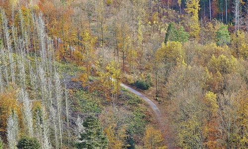 Wald (Archiv)