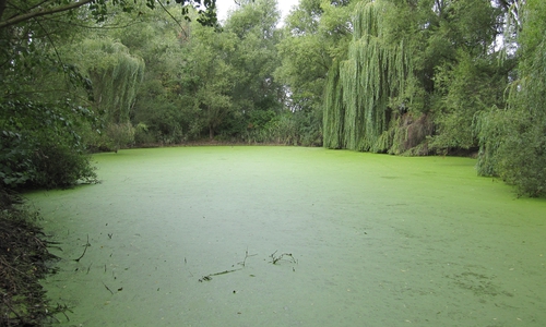 Der Hordorfer Teich soll entschlammt werden.