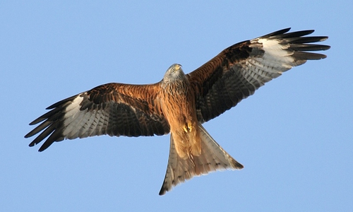 Ein Rotmilan im Flug.