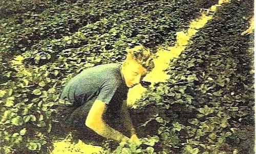 Jürgen Hartmann auf dem Erdbeerfeld im Juni 1960.