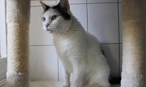 Sprotte sehnt sich nach einem Zuhause mit Freigang.