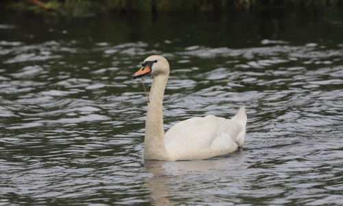 Ein Angelhaken verletzte den Schwan.