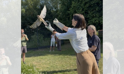 Miriam Staudte wilderte die Turmfalken aus.