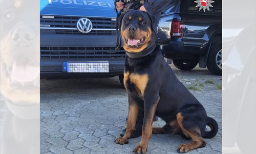 Stitch macht gerade seine Ausbildung zum Polizeihund.