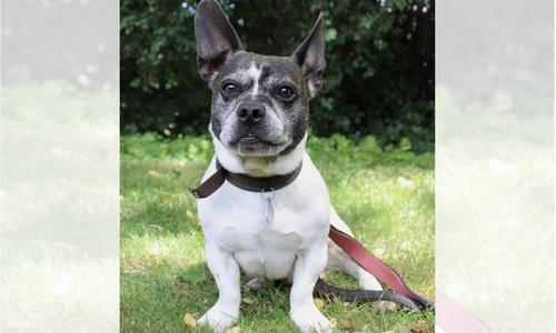 Der Französische Bulldoge-Jack Russel-Mischling Buddy wurde vor einigen Jahren herrenlos aufgefunden.