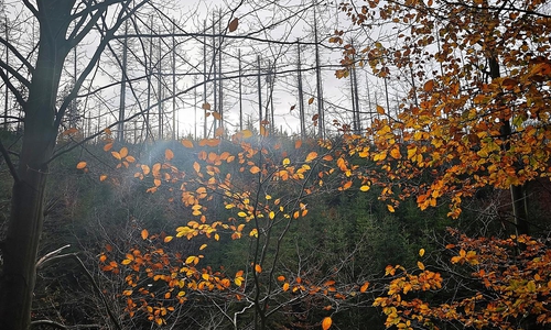 Herbstlicher Wald mit toten Bäumen (Archiv)