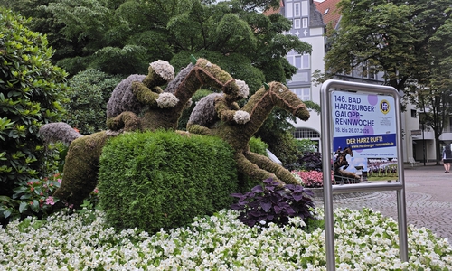 Galopprennwoche noch bis Sonntag in Bad Harzburg.