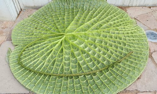 Ein Blatt, stark wie eine kleine Plattform: Die Schwimmblätter der Riesenseerose Victoria cruziana erreichen einen Durchmesser von bis zu zwei Metern. Ein luftgefülltes Stützgerüst auf ihrer Unterseite verleiht ihnen so viel Stabilität, dass sie bei gleichmäßiger Belastung bis zu 35 Kilogramm tragen können.