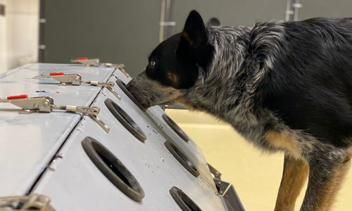 Ein speziell trainierter Spürhund „erschnüffelt“ Hinweise auf Long Covid.