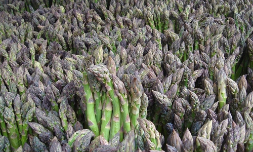 Spargel (Archiv)