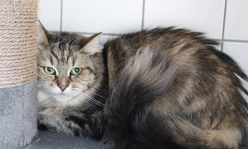 Maine Coon-Mischling Aliza wurde in  einem Transportkorb ausgesetzt aufgefunden.