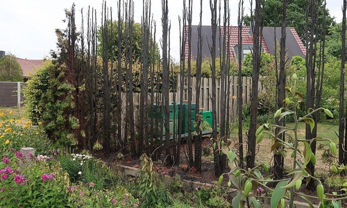 Hecke (Archiv)