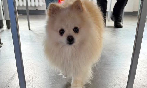 Wem gehört dieser niedliche Hund?