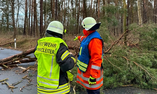 Zum größten Teil hatte die Feuerwehr mit abgebrochenen Ästen zu tun (Symbolbild).