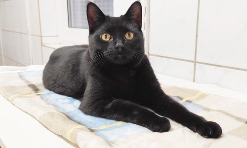 Kuki sehnt sich nach einem liebevollen Zuhause, in dem er nach Herzenslust kuscheln kann.