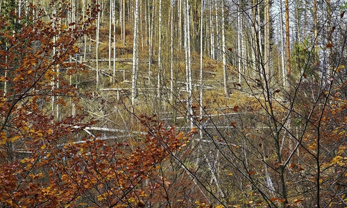 Wald (Archiv)