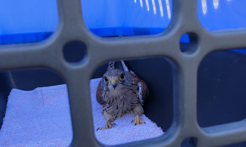 Der Turmfalke wird jetzt zunächst aufgepäppelt.