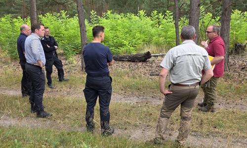 ICE-Strecke in der Samtgemeinde Meinersen mit alten Brandstellen. Im Hintergrund ist die Naturverjüngung mit dem neuen Bewuchs zu erkennen.