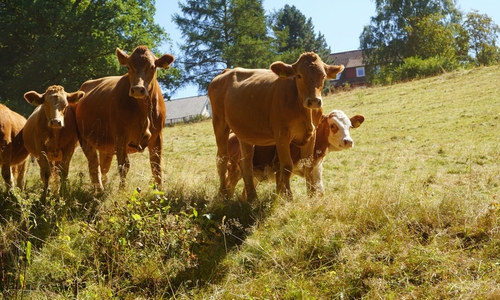 Mit seltenen Rinderrassen bewirtschaftet die Landwirtschaftsfamilie Schubert die wertvollen Bergwiesen. Ein aufwendiger Job, der ein hohes Maß an Einsatz und Engagement erfordert.