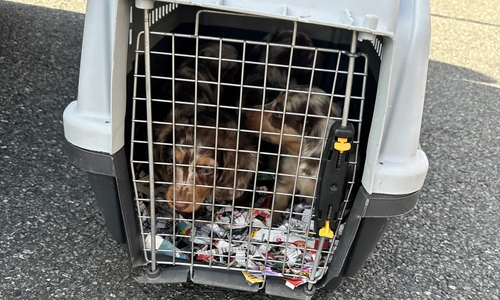 Die Dackelwelpen wurden unter tierschutzwidrigsten Bedingungen transportiert. 