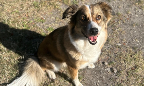Charly wünscht sich ein ruhiges Umfeld.