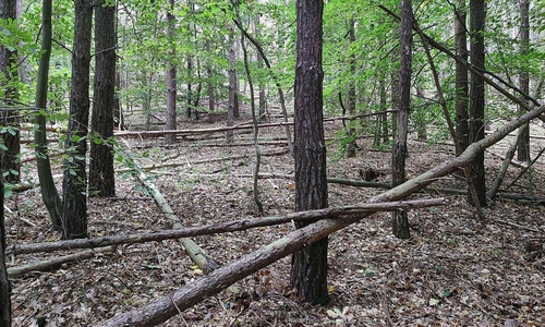 Wald (Archiv)