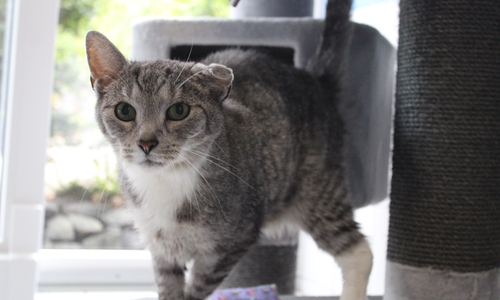 Stewart ist ein freundlicher und verschmuster Kater.