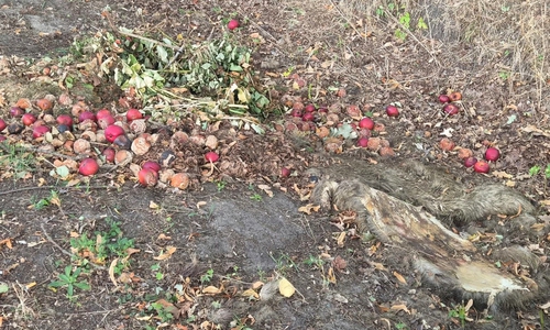 Erneute illegale Müllentsorgung verursacht hohen Aufwand und Kosten für die Allgemeinheit.