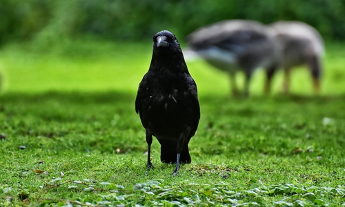 Der Vogel des Jahres wird gesucht. Wird es ein Rabe ? (Symbolbild)