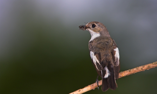 Der Trauerschnäpper möchte Vogel des Jahres werden.