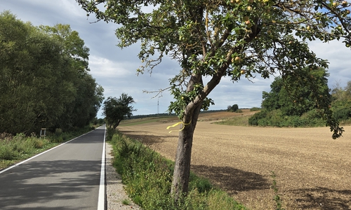 An der Fahrradstraße zwischen Immenrode und Wöltingerode markieren die Gelben Bänder bereits Pflückstellen.