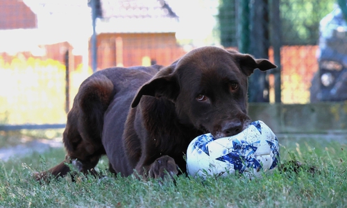 Eddy ist ein fröhlicher und verspielter Hund.