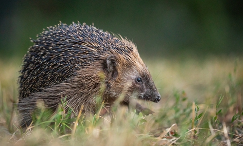 Der Igel braucht besonderen Schutz.