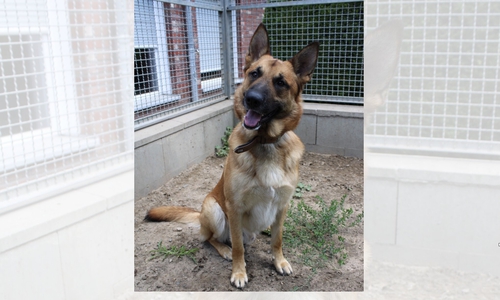 Kobra sucht erfahrene Hundehalter.