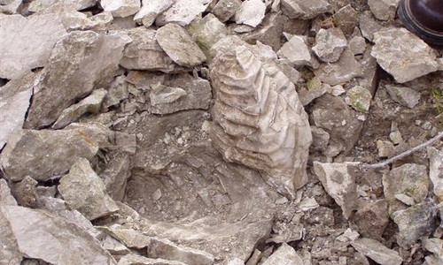 Fossilien im Kalksteinbruch.