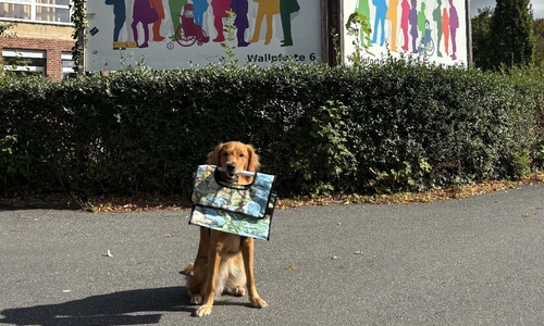 Die zweijährige Golden-Retriever-Hündin Marly ist Schulhündin der IGS.