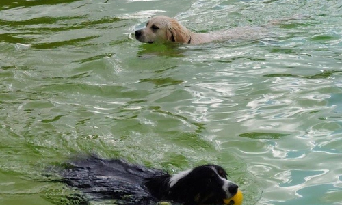 An dem Tag dürfen auch die Vierbeiner eine Runde im kühlen Nass des Freibades drehen und sich austoben.